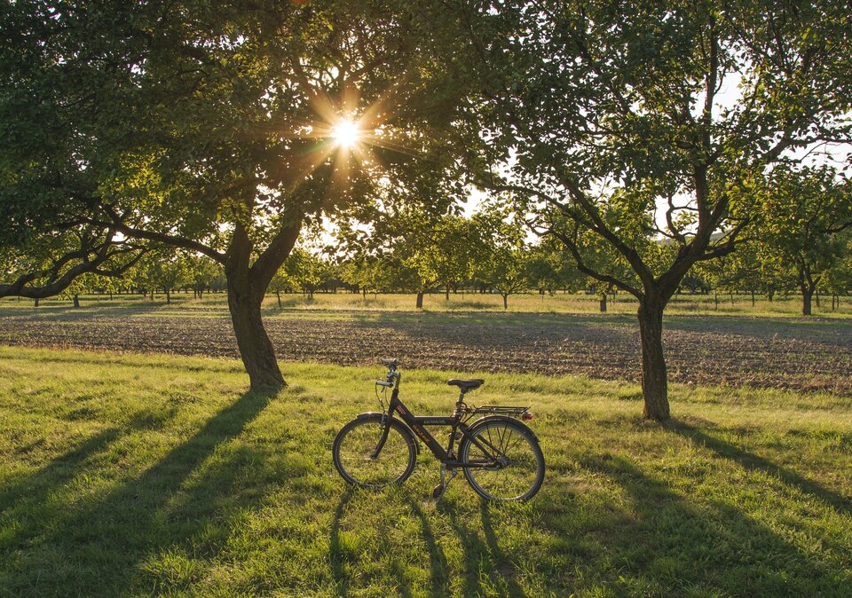 Fahrrad steht zwischen zwei Bäumen