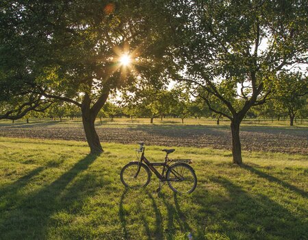 Fahrrad steht zwischen zwei Bäumen