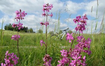 Blumenwiese mit Fahrrad