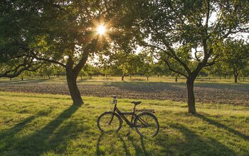Fahrrad steht zwischen den Bäumen