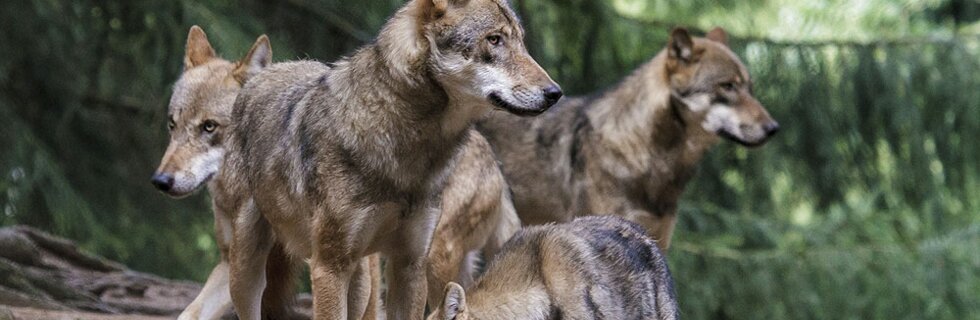 Wolfsrudel im Tierpark