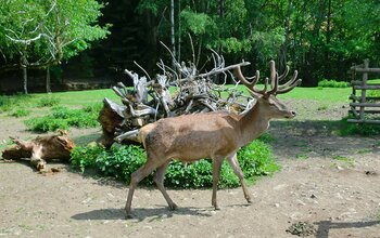 Tiere im Tierpark