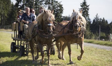 Zwei braune Pferde ziehen eine Kutsche mit mehreren Personen auf einem grasbewachsenen Weg