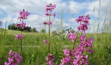 Lila Blumen im Vordergrund einer grünen Wiese mit einem Fahrrad im Hintergrund unter bewölktem Himmel