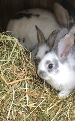 Mehrere weiße Kaninchen mit schwarzen Flecken sitzen im Heu in einem Holzkäfig.