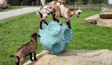 Ziegenkinder auf einem großen Stein und einem blauen Felsen im Gras vor Bäumen