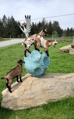Ziegenkinder auf einem großen Stein und einem blauen Felsen im Gras vor Bäumen