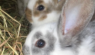 Nahaufnahme von zwei Kaninchen mit unterschiedlichen Fellmustern, die nebeneinander im Heu liegen