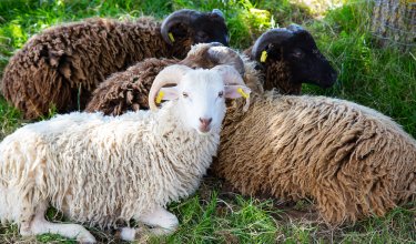 Vier Schafe mit Hörnern liegen auf Gras im Schatten unter einem Baum