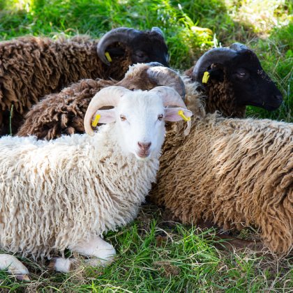 Vier Schafe mit Hörnern liegen auf Gras im Schatten unter einem Baum