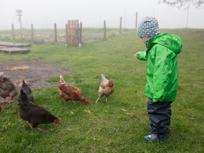 Kind in grüner Jacke füttert Hühner auf einer nebligen Wiese