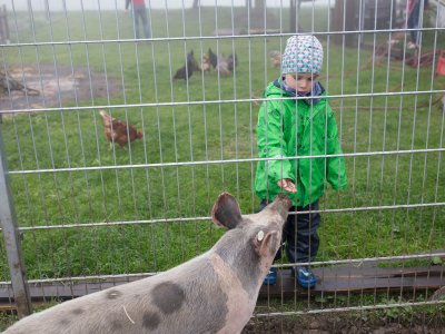 Kind in grüner Jacke füttert Schwein durch Metallzaun auf Bauernhof mit Hühnern im Hintergrund