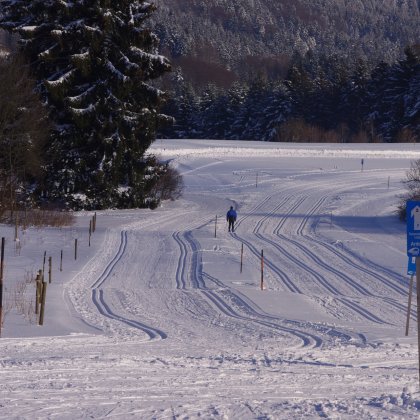 Langläufer auf verschneiter Loipe mit Wald im Hintergrund und blauen Wegweisern rechts