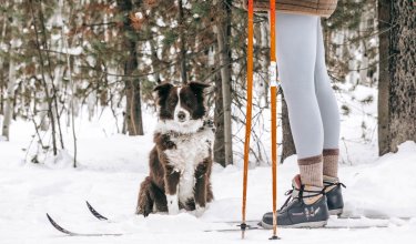 Hund sitzt im Schnee neben Skifahrer mit orangen Skistöcken im Wald