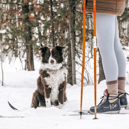Hund sitzt im Schnee neben Skifahrer mit orangen Skistöcken im Wald