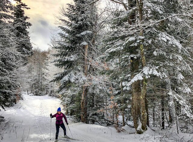 Langlaufen in den verschneiten Wäldern