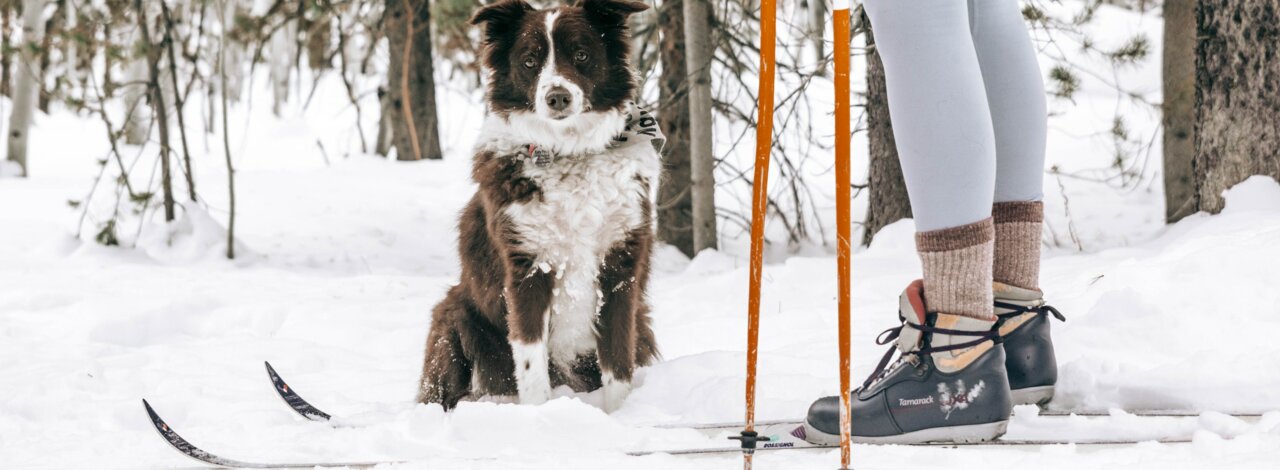 Langlaufen mit Hund Cookie