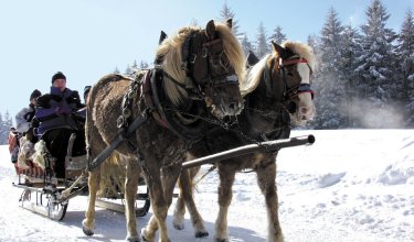 Zwei Pferde ziehen einen Schlitten mit mehreren Personen durch verschneite Winterlandschaft mit Tannenbäumen