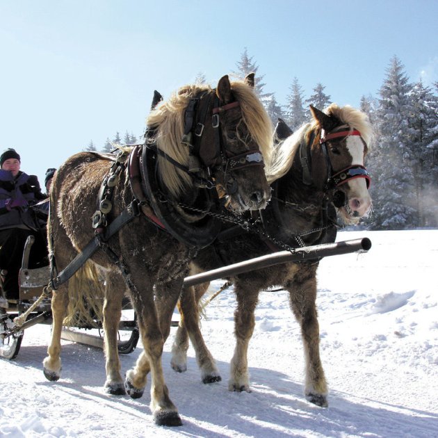 Zwei Pferde ziehen einen Schlitten mit mehreren Personen durch verschneite Winterlandschaft mit Tannenbäumen