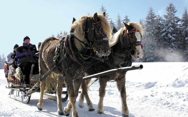 Pferdeschlittenfahrt in verschneiter Landschaft