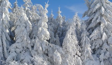 Schneebedeckte Tannenbäume unter klarem blauem Himmel