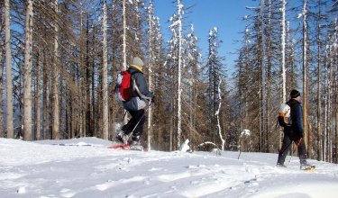 Zwei Personen mit Rucksäcken und Schneeschuhen wandern im verschneiten Wald unter blauem Himmel