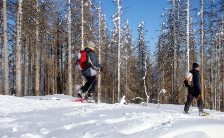 Zwei Personen mit Rucksäcken und Schneeschuhen wandern im verschneiten Wald unter blauem Himmel